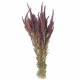 Bouquet fleurs séchées amaranthus rouge - 70 cm