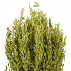 Bouquet fleurs séchées avoine vert clair - 70 cm