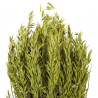 Bouquet fleurs séchées avoine vert clair - 70 cm