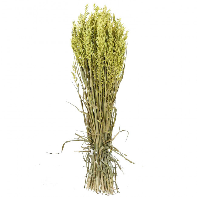 Bouquet fleurs séchées avoine vert clair - 70 cm