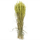Bouquet fleurs séchées avoine vert clair - 70 cm