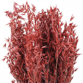 Bouquet fleurs séchées avoine rouge - 70 cm