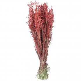 Bouquet fleurs séchées avoine rouge - 70 cm