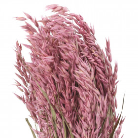 Bouquet fleurs séchées avoine rose - 70 cm
