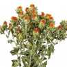 Bouquet fleurs séchées carthamus - 55 cm