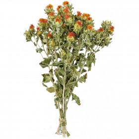 Bouquet fleurs séchées carthamus - 55 cm