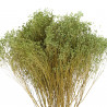 Bouquet fleurs séchées broom bloom vert - 50 cm