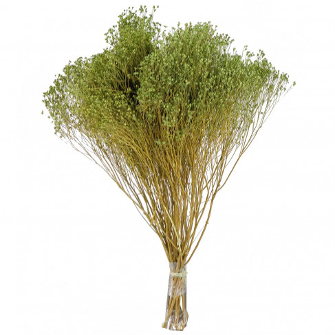 Bouquet fleurs séchées broom bloom vert - 50 cm