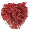 Bouquet fleurs séchées broom bloom rouge - 50 cm