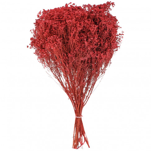 Bouquet fleurs séchées broom bloom rouge - 50 cm