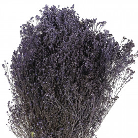Bouquet fleurs séchées broom bloom pourpre - 50 cm