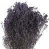 Bouquet fleurs séchées broom bloom pourpre - 50 cm