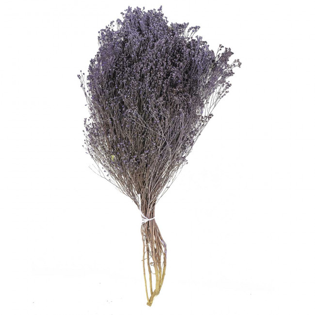 Bouquet fleurs séchées broom bloom pourpre - 50 cm