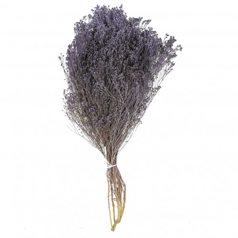 Bouquet fleurs séchées broom bloom pourpre - 50 cm