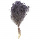 Bouquet fleurs séchées broom bloom pourpre - 50 cm