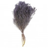 Bouquet fleurs séchées broom bloom pourpre - 50 cm