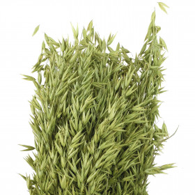 Bouquet fleurs séchées avoine vert - 70 cm