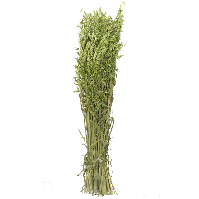Bouquet fleurs séchées avoine vert - 70 cm