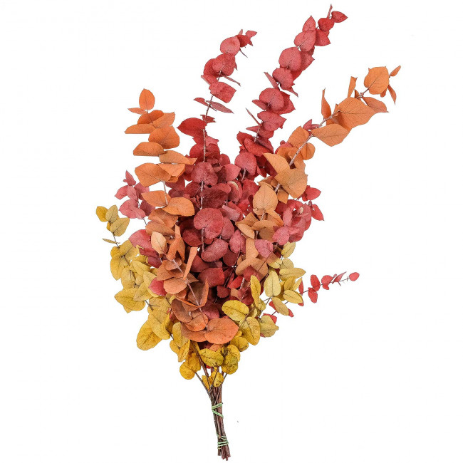 Feuillage d'eucalyptus stuartiana stabilisé - 70 cm