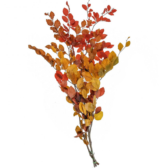 Feuillage de hêtre stabilisé couleurs - 90 cm