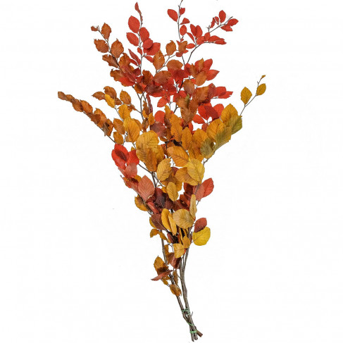 Feuillage de hêtre stabilisé couleurs - 90 cm