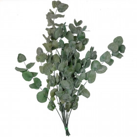 Feuillage d'eucalyptus cinerea stabilisé - 75 cm