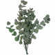 Feuillage d'eucalyptus cinerea stabilisé - 75 cm