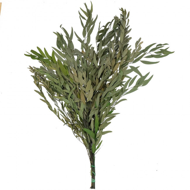 Feuillage d'eucalyptus nicoly vert stabilisé - 75 cm