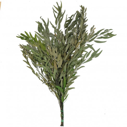 Feuillage d'eucalyptus nicoly vert stabilisé - 75 cm