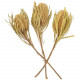 Fleurs séchées banksia hookeriana - Lot de 2