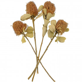 Fleurs séchées banksia coccinea - Lot de 2