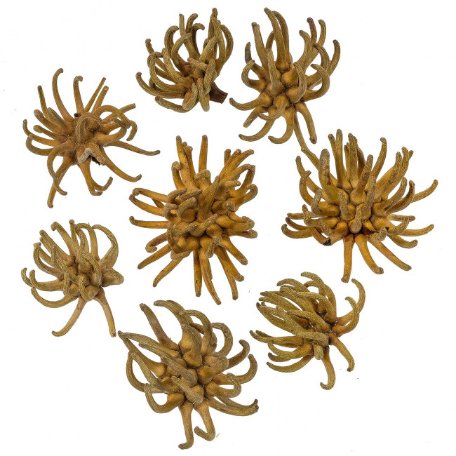 Têtes de spidergum - Lot de 10