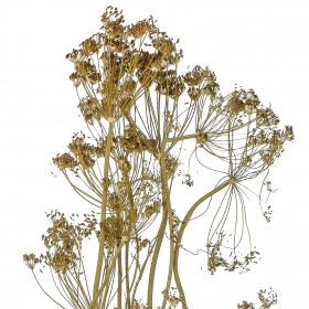 Bouquet séché aneth déco - 70 cm