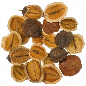 Gousses de jacaranda - 100 grammes