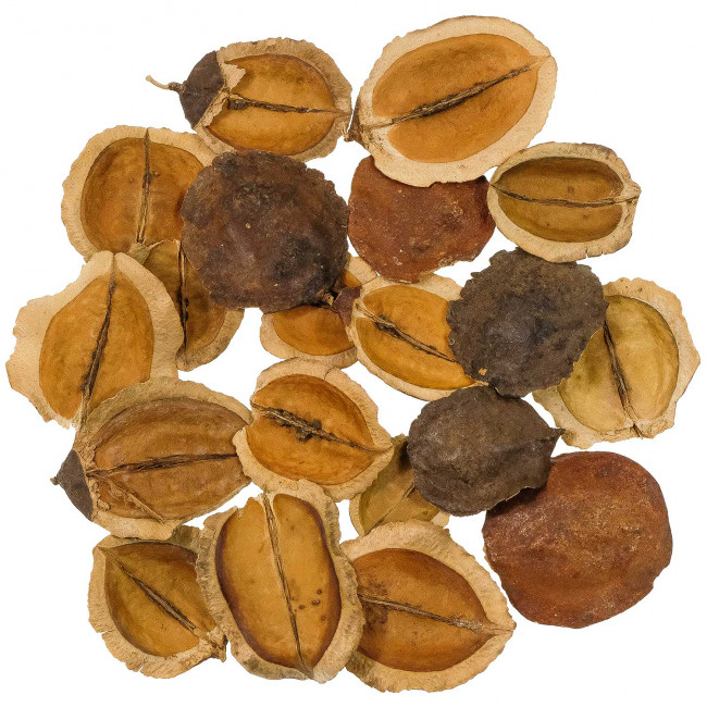Gousses de jacaranda - 100 grammes
