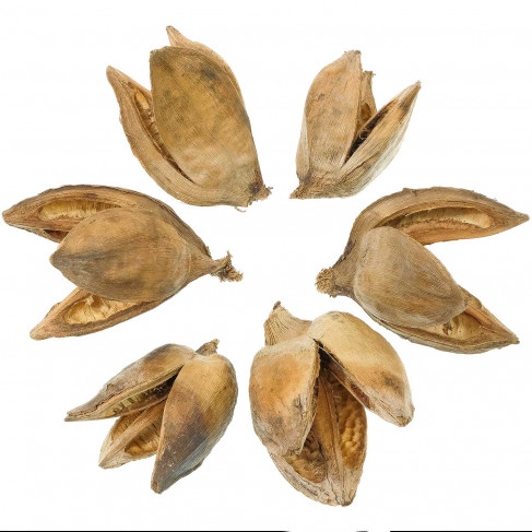 Fleurs de sororoca - 9 à 14 cm - Lot de 4