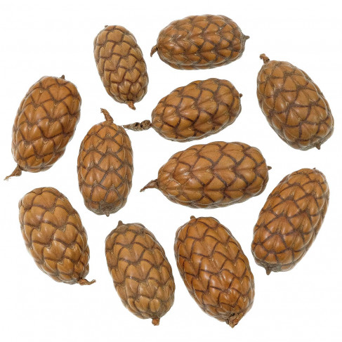 Graines d'uxi - 5 à 8 cm - Lot de 6