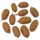 Graines d'uxi - 5 à 8 cm - Lot de 6