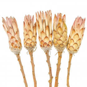 Fleurs sechées protea compacta roses - 30 à 40 cm - Lot de 5