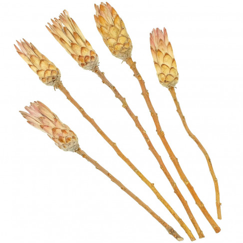 Fleurs sechées protea compacta roses - 30 à 40 cm - Lot de 5