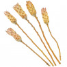 Fleurs sechées protea compacta roses - 30 à 40 cm - Lot de 5