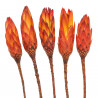 Fleurs sechées protea compacta rouge - 25 à 35 cm - Lot de 4
