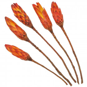 Fleurs sechées protea compacta rouge - 25 à 35 cm - Lot de 4