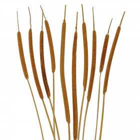 Bouquet de thypha - 10 brins