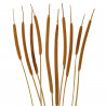 Bouquet de thypha - 10 brins