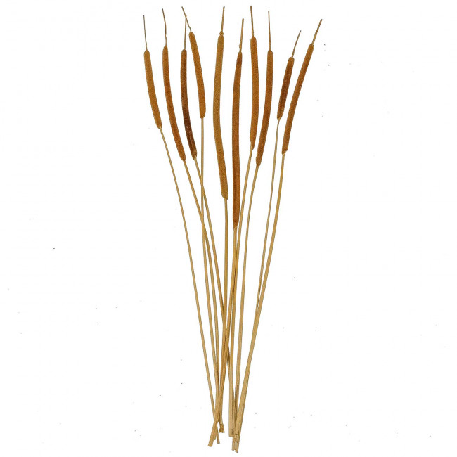 Bouquet de thypha - 10 brins