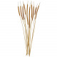 Bouquet de thypha - 10 brins
