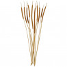 Bouquet de thypha - 10 brins