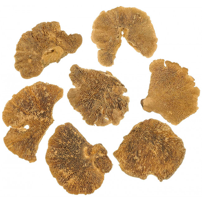 Champignons séchés décoratifs - 100 grammes