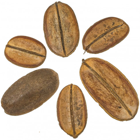 Feuilles de palmier déco coco para - Lot de 5